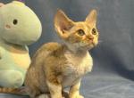 Devon Rex Red Bicolor - Devon Rex Kitten For Sale - Hollywood&comma; FL&comma; US
