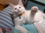 Rex - Maine Coon Kitten For Sale - Renton&comma; WA&comma; US