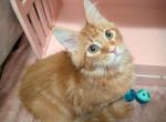 Pumpkin - Maine Coon Kitten For Sale - Renton&comma; WA&comma; US