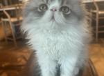 Gray Persian - Persian Kitten For Sale - Las Vegas&comma; NV&comma; US