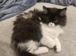 Female persian baby - Persian Kitten For Sale - Las Vegas&comma; NV&comma; US
