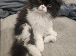 Female Persian Kitten - Persian Kitten For Sale - Las Vegas&comma; NV&comma; US