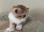Super cute - British Shorthair Kitten For Sale - Rancho Cucamonga&comma; CA&comma; US