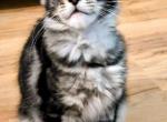 Mimosa Black Silver Tabby - Maine Coon Kitten For Sale - Pewaukee&comma; WI&comma; US