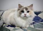 Elfrida - Ragdoll Cat For Sale - Tuscaloosa&comma; AL&comma; US