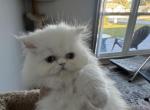 Persian - Persian Kitten For Sale - Palm Coast&comma; FL&comma; US