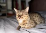Cairo - Savannah Cat For Sale - CA&comma; US