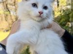 PENDING Blue Bicolor Ragdoll - Ragdoll Kitten For Sale - Marlborough&comma; MA&comma; US