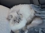 Molly - Ragdoll Cat For Sale - Monroe&comma; NC&comma; US
