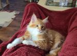 Paprika 2 - Maine Coon Kitten For Sale - Manchester Township&comma; NJ&comma; US