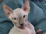 Frankie - Sphynx Kitten For Sale - Rockford&comma; IL&comma; US