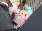 Roscoe - Sphynx Kitten For Sale - Rockford&comma; IL&comma; US
