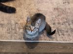 Rollo - Munchkin Kitten For Sale - Brighton&comma; CO&comma; US