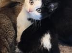 Moo - Munchkin Kitten For Sale - Brighton&comma; CO&comma; US