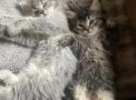 Slash - Siberian Kitten For Sale - Newbury&comma; MA&comma; US