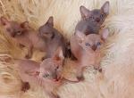 Canadian Sphynx Kittens - Sphynx Kitten For Sale - 