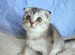 Charlie - Scottish Fold Kitten For Sale - New York&comma; NY&comma; US