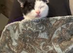 York - Munchkin Kitten For Sale - Brighton&comma; CO&comma; US