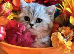 Cindy - British Shorthair Kitten For Sale - OR&comma; US