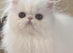 Gorgeous Male kitten - Persian Kitten For Sale - Chowchilla&comma; CA&comma; US