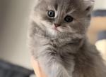 Female Scottish Straight Kitten  Available Now - Scottish Straight Kitten For Sale - Orlando&comma; FL&comma; US