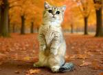 Willa munchkin standard golden ticked short legs - Munchkin Kitten For Sale - TX&comma; US