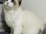 Ali - Ragdoll Kitten For Sale - Ocala&comma; FL&comma; US