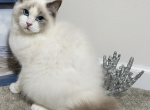 Callie - Ragdoll Kitten For Sale - Ocala&comma; FL&comma; US