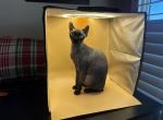 Luna's Litter - Sphynx Kitten For Sale - Glendale&comma; AZ&comma; US