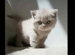 BRITISH SHORTHAIR KITTENS taking reservations - British Shorthair Kitten For Sale - CT&comma; US
