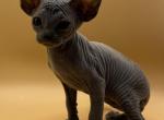 Smokey - Sphynx Cat For Sale - Glendale&comma; AZ&comma; US