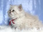 Guliver - Siberian Kitten For Sale - Prospect Heights&comma; IL&comma; US