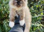 Chocolate mink mitted male - Ragdoll Kitten For Sale - Cookeville&comma; TN&comma; US
