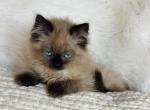 Chocolate mink female - Ragdoll Kitten For Sale - Cookeville&comma; TN&comma; US