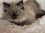 Mink male - Ragdoll Kitten For Sale - Cookeville&comma; TN&comma; US