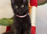 Polydactyl Black Baby Girl - Maine Coon Kitten For Sale - Jacksonville&comma; FL&comma; US