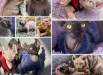 Adorable Sphynx Babies - Sphynx Kitten For Sale - Gibsonton&comma; FL&comma; US