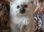 Bitty baby - Ragdoll Kitten For Sale - Penn Yan&comma; NY&comma; US