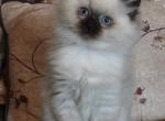 Queenie - Ragdoll Kitten For Sale - Penn Yan&comma; NY&comma; US