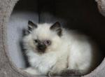 Kissie kat - Ragdoll Kitten For Sale - Penn Yan&comma; NY&comma; US