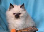 Teddy bear - Ragdoll Kitten For Sale - Penn Yan&comma; NY&comma; US