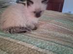 Dottie 4 - Ragdoll Kitten For Sale - 