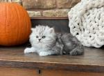 Monica - Persian Kitten For Sale - MO&comma; US