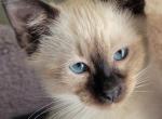 Dax - Siamese Cat For Adoption - Oh City&comma; OH&comma; US