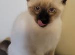Evie - Siamese Cat For Adoption - Oh City&comma; OH&comma; US
