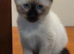 Leo - Siamese Cat For Adoption - Oh City&comma; OH&comma; US