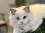 Elouise - Ragdoll Kitten For Sale - Kearneysville&comma; WV&comma; US