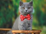 Yarik - British Shorthair Kitten For Sale - Grayslake&comma; IL&comma; US