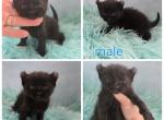 Jet black male highlander - Highlander Kitten For Sale - Frenchtown&comma; MI&comma; US