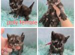 Christmas babies - Maine Coon Kitten For Sale - Frenchtown&comma; MI&comma; US
